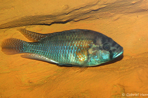 Astatotilapia burtoni (chez Gilles Garrier, août 2009)