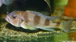 Limnochromis auritus (Aquabeek, mars 2009)