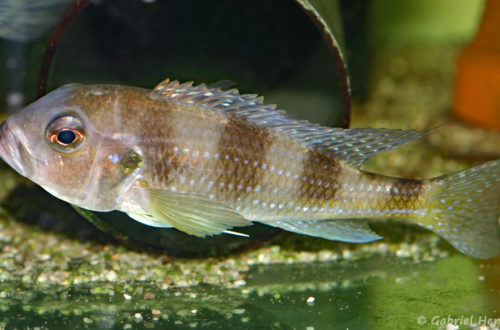 Limnochromis auritus (Aquabeek, mars 2009)