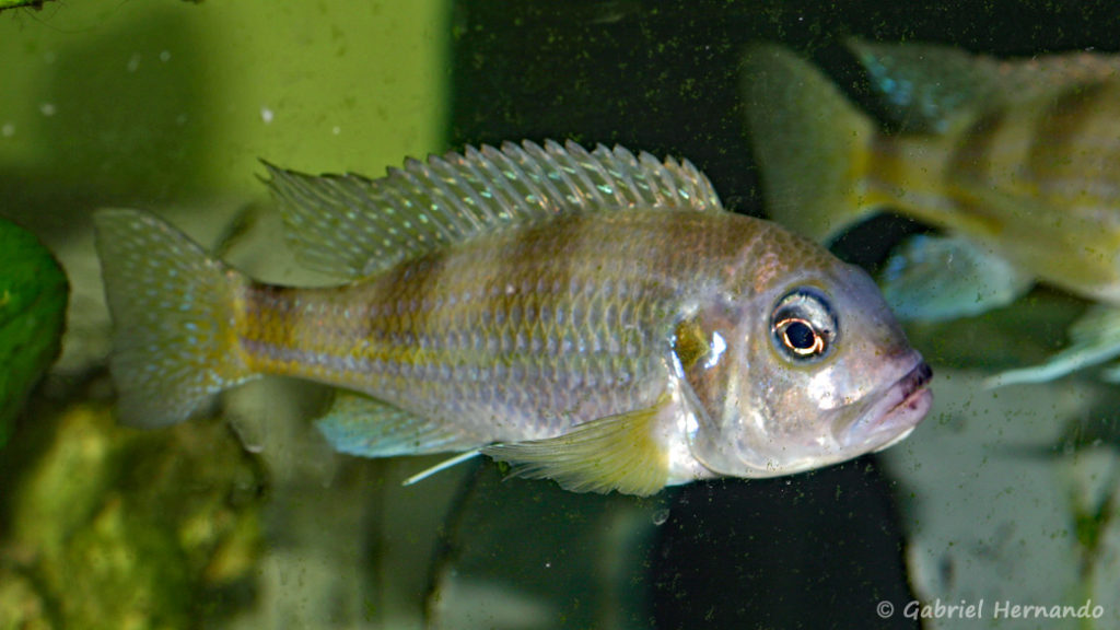 Limnochromis auritus (Aquabeek, mars 2009)