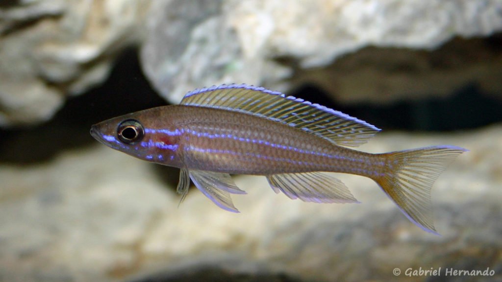 Paracyprichromis nigripinnis (Club Aquariophile de Vernon, janvier 2005)
