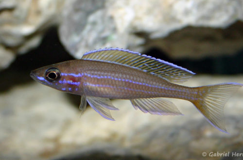 Paracyprichromis nigripinnis (Club Aquariophile de Vernon, janvier 2005)