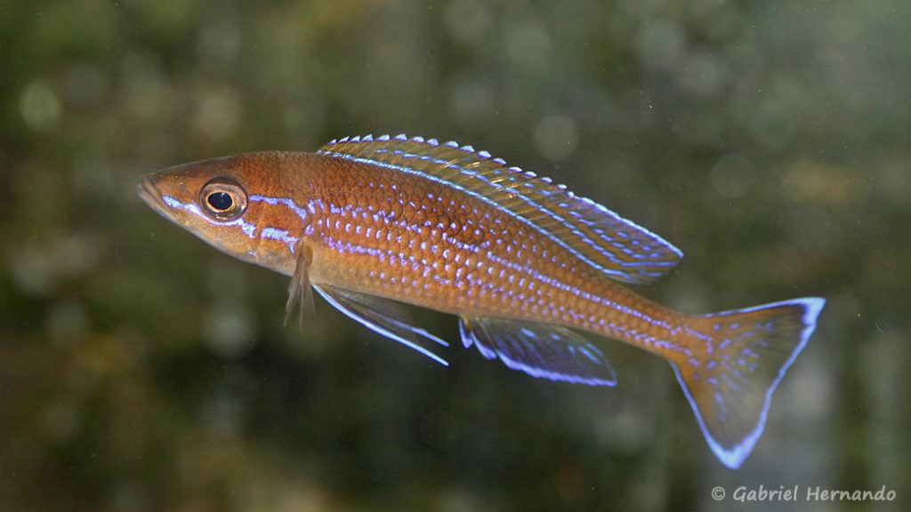 Paracyprichromis sp. aff. nigripinnis (chez Heinz Büscher, décembre 2008)