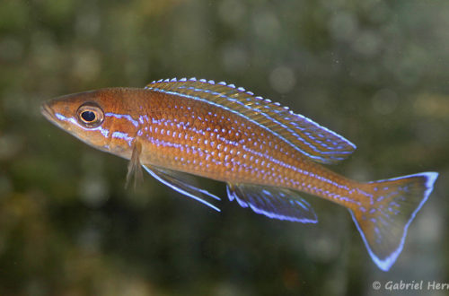 Paracyprichromis sp. aff. nigripinnis (chez Heinz Büscher, décembre 2008)