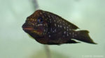 Petrochromis trewavasae (Aquabeek, Pays Bas, mars 2011)