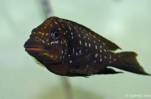 Petrochromis trewavasae (Aquabeek, Pays Bas, mars 2011)