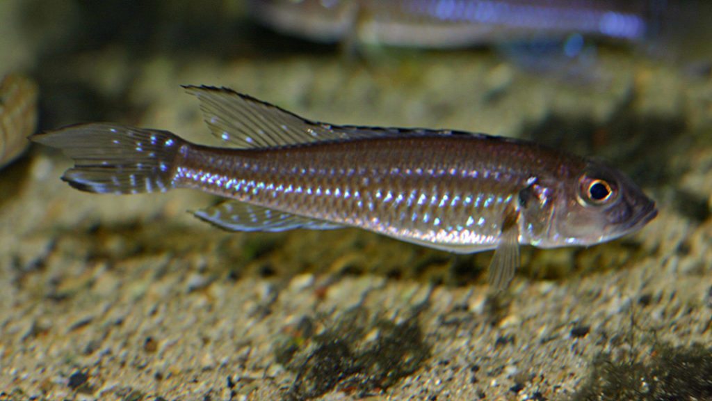 Reganochromis calliurus (chez Mike Pfann, Suisse, décembre 2008)