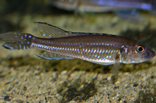 Reganochromis calliurus (chez Mike Pfann, Suisse, décembre 2008)