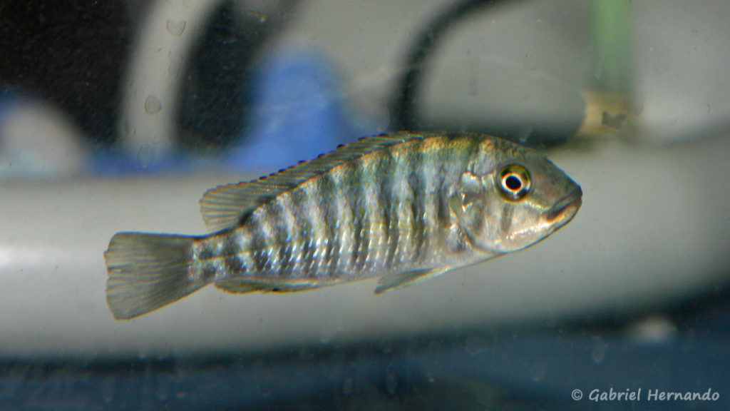 Simochromis-diagramma (Le Mans, réunion AFC octobre 2009)