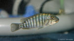 Simochromis-diagramma (Le Mans, réunion AFC octobre 2009)