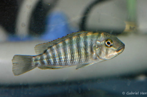 Simochromis-diagramma (Le Mans, réunion AFC octobre 2009)