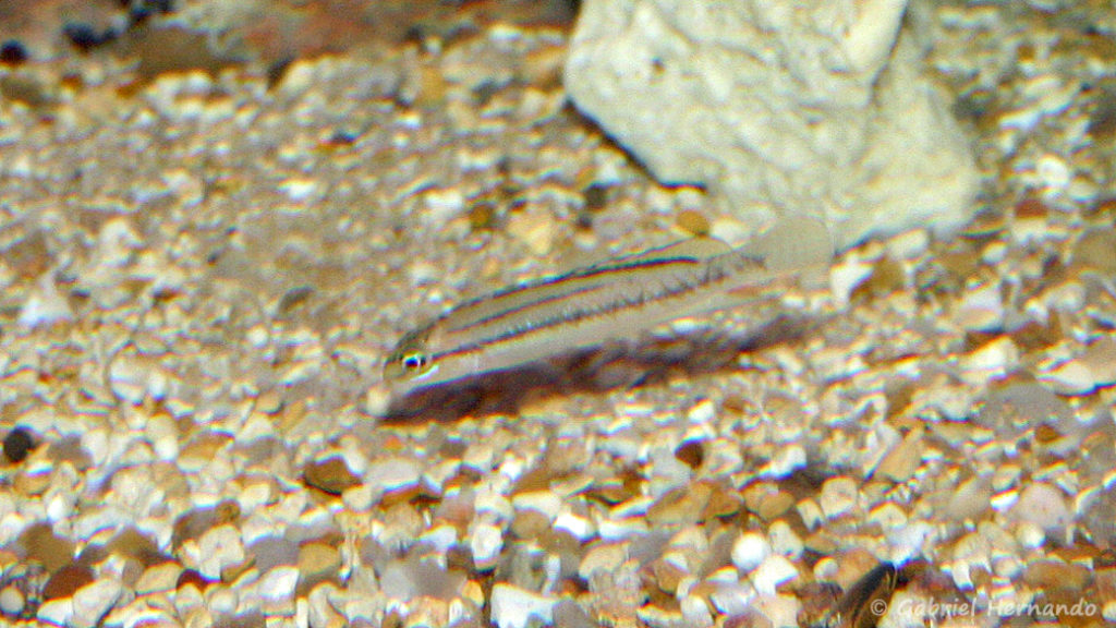 Telmatochromis bifrenatus, variété de la région d'Uvira (chez Benoît Jonas, juillet 2007) 