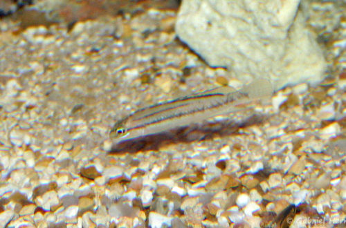 Telmatochromis bifrenatus, variété de la région d'Uvira (chez Benoît Jonas, juillet 2007)