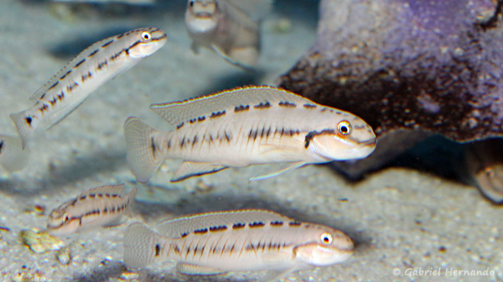 Telmatochromis sp "Congo" (Aqua Treff, Duisbourg, Allemagne, mai 2014)