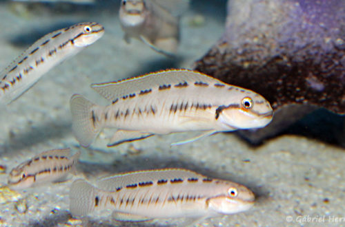 Telmatochromis sp "Congo" (Aqua Treff, Duisbourg, Allemagne, mai 2014)