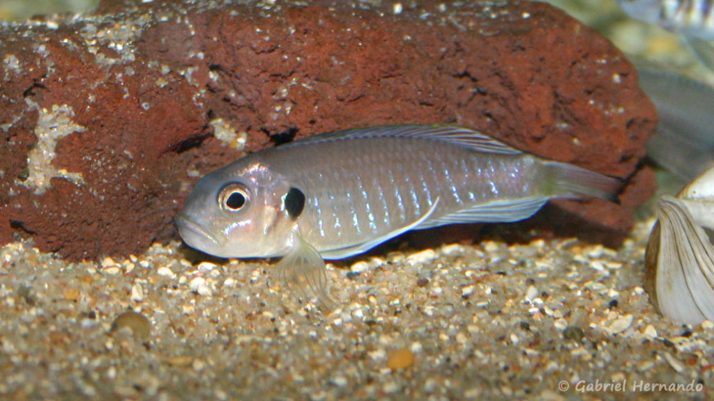 Triglachromis otostigma (chez Benoît Jonas, juillet 2009)