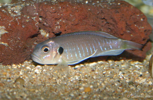 Triglachromis otostigma (chez Benoît Jonas, juillet 2009)