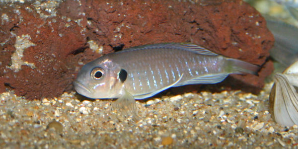 Triglachromis otostigma (chez Benoît Jonas, juillet 2009)