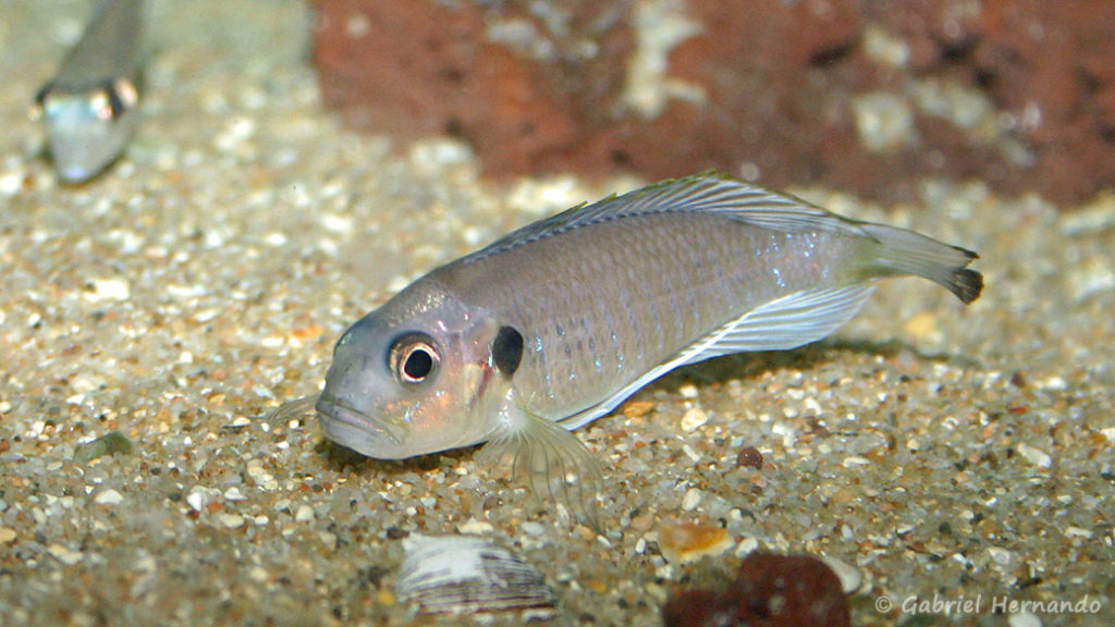 Triglachromis otostigma (chez Benoît Jonas, juillet 2009)