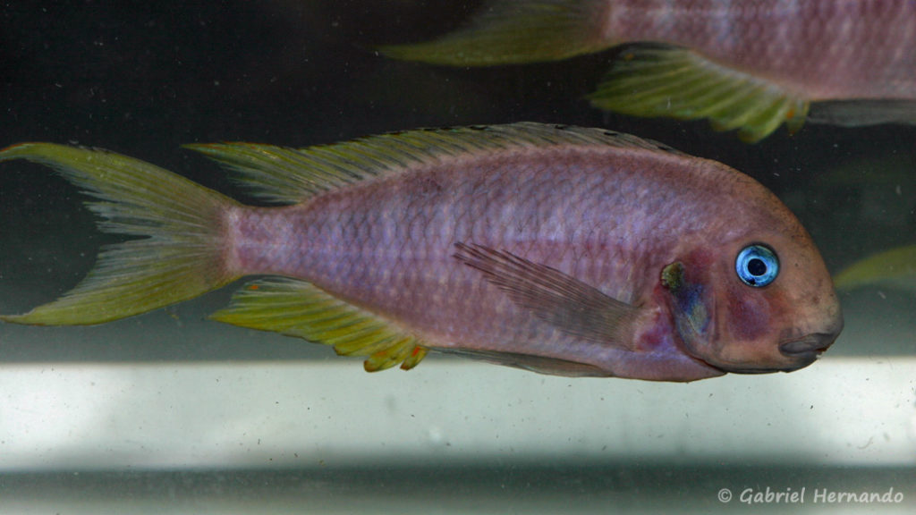 Tropheus annectens, variété de Bulu Point (Le Mans, réunion AFC, novembre 2008)