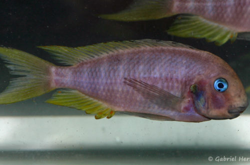 Tropheus annectens, variété de Bulu Point (Le Mans, réunion AFC, novembre 2008)