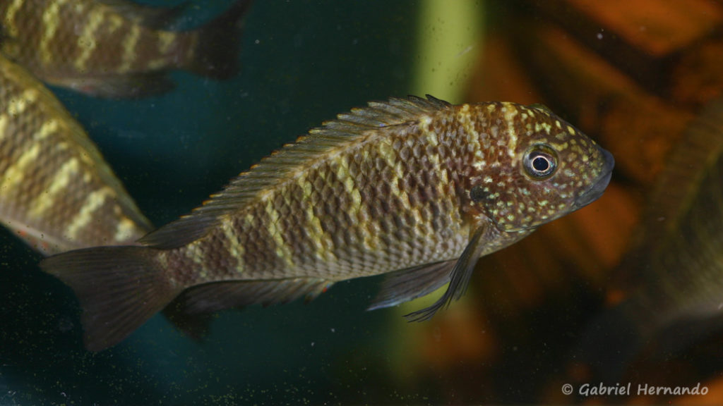 Tropheus moorii, variété de Murago (Aquabeek, Pays Bas, mars 2011)