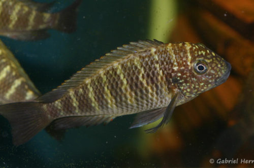 Tropheus moorii, variété de Murago (Aquabeek, Pays Bas, mars 2011)