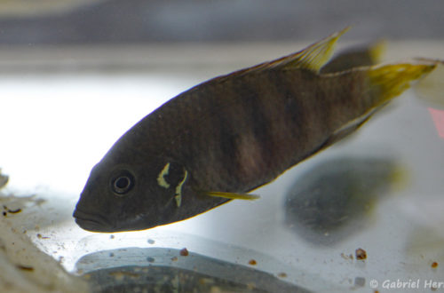 Benitochromis batesii (Montereau-Fault-Yonne, congrès AFC 2019)