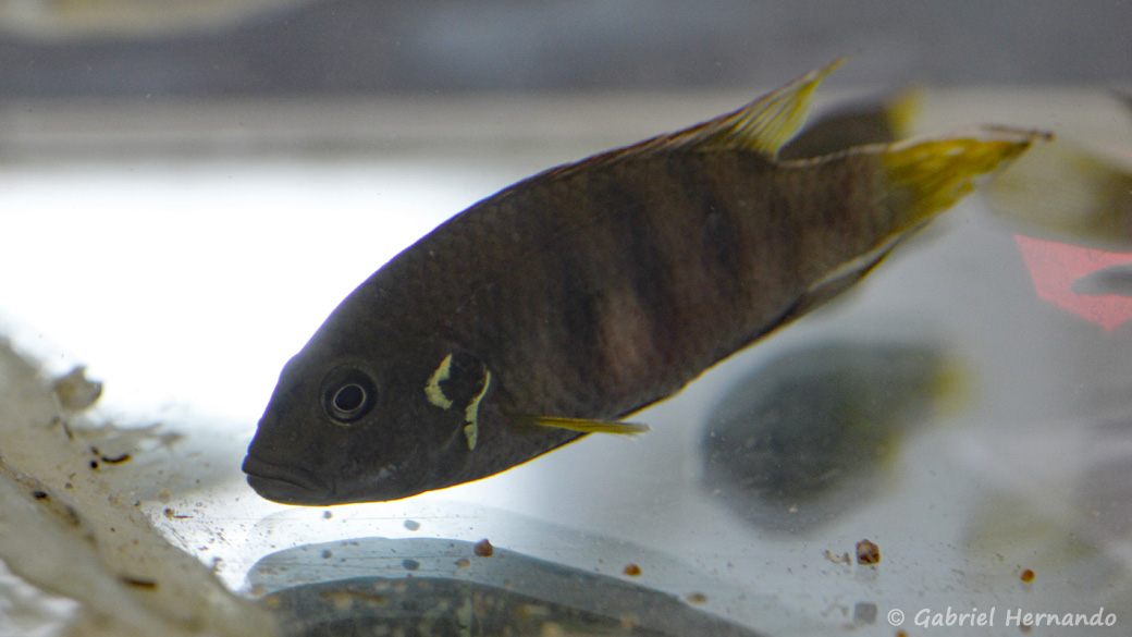 Benitochromis batesii (Montereau-Fault-Yonne, congrès AFC 2019)