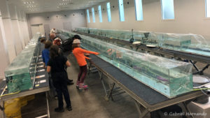 La bourse aux Cichlidés