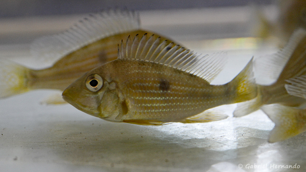 Jeunes Geophagus taeniopareius (Montereau-Fault-Yonne, congrès AFC 2019)