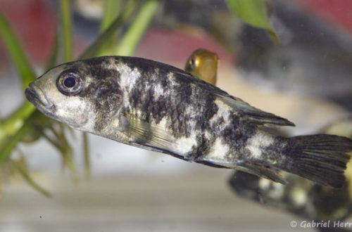 Haplochromis chromogynos, Variété de Zue Island, Tanzanie (Montereau-Fault-Yonne, congrès AFC 2019)