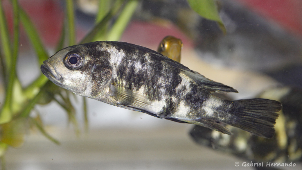 Haplochromis chromogynos, Variété de Zue Island, Tanzanie (Montereau-Fault-Yonne, congrès AFC 2019)