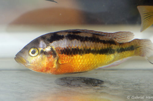 Haplochromis sp. "Iringo" (Montereau-Fault-Yonne, congrès AFC 2019)