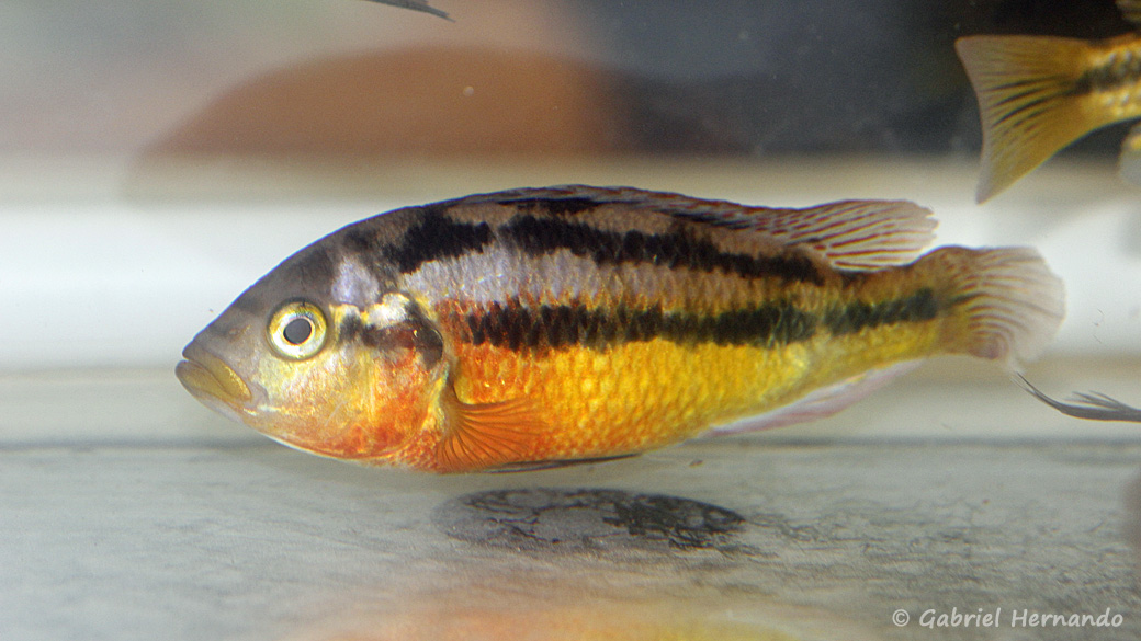 Haplochromis sp. "Iringo" (Montereau-Fault-Yonne, congrès AFC 2019)