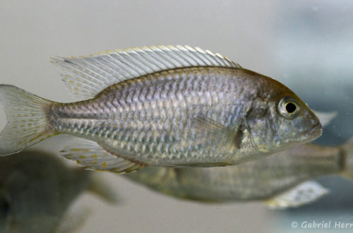 Lethrinops turneri "Orange Cap" de Mazinzi Reef (Montereau-Fault-Yonne, congrès AFC 2019)