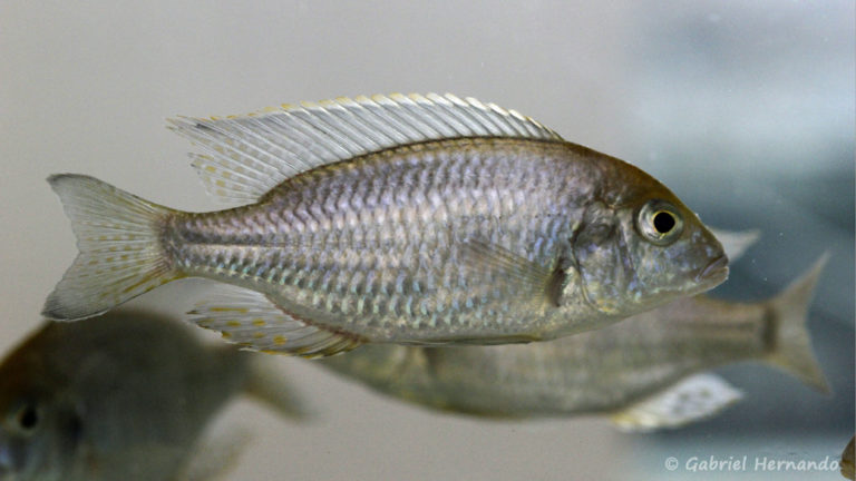 Lethrinops turneri