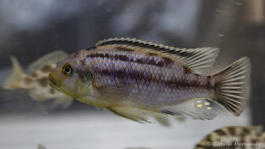 Petrotilapia genalutea, variété de Luwana Reef (Montereau-Fault-Yonne, congrès AFC 2019)