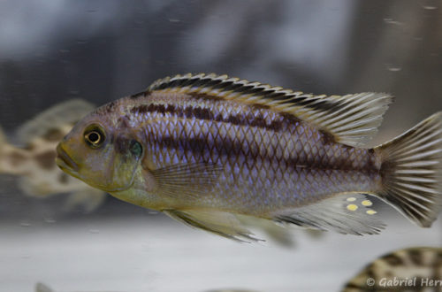 Petrotilapia genalutea, variété de Luwana Reef (Montereau-Fault-Yonne, congrès AFC 2019)