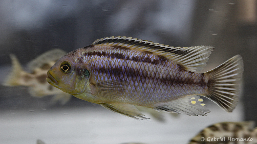 Petrotilapia genalutea, variété de Luwana Reef (Montereau-Fault-Yonne, congrès AFC 2019)