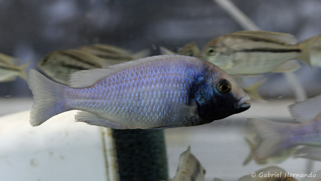 Placidochromis sp. "phenochilus gissel" (Montereau-Fault-Yonne, congrès AFC 2019)