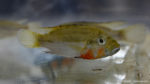 Haplochromis brauschi (Montereau-Fault-Yonne, congrès AFC 2019)