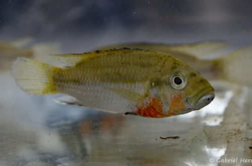 Haplochromis brauschi (Montereau-Fault-Yonne, congrès AFC 2019)