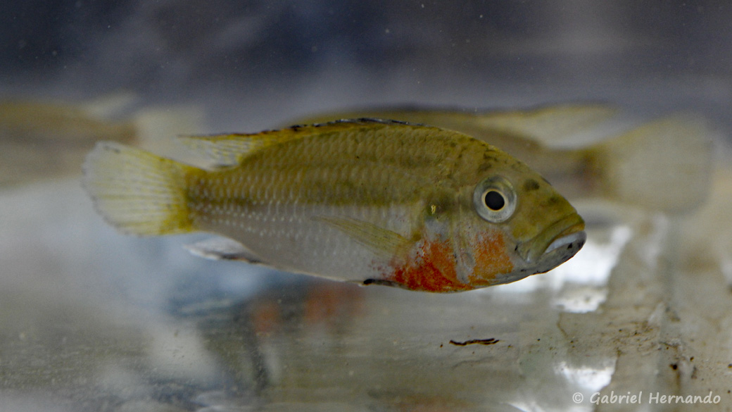 Haplochromis brauschi (Montereau-Fault-Yonne, congrès AFC 2019)