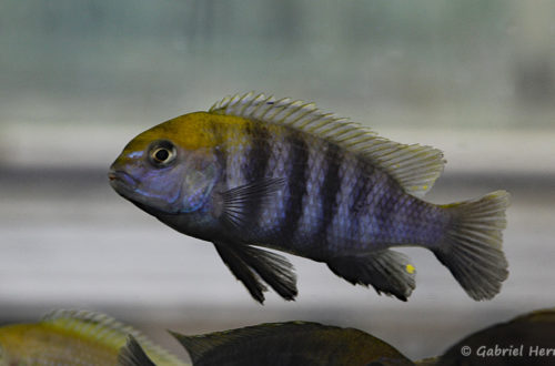 Tropheops sp. "Macrophthalmus Chitimba blue" (Montereau-Fault-Yonne, congrès AFC 2019)