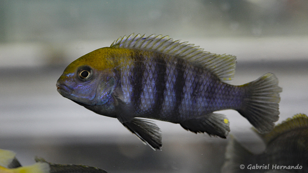 Tropheops sp. "Macrophthalmus Chitimba blue" (Montereau-Fault-Yonne, congrès AFC 2019)