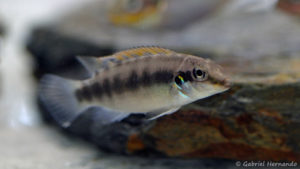 Wallaceochromis rubrolabiatus (Montereau-Fault-Yonne, congrès AFC 2019)