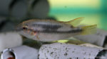 Benitochromis conjunctus (Aquabeek, Pays Bas, mars 2011)