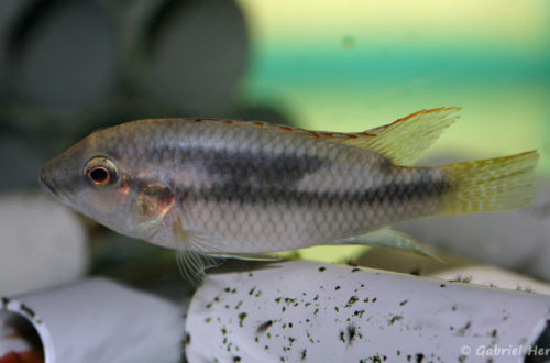 Benitochromis conjunctus (Aquabeek, Pays Bas, mars 2011)