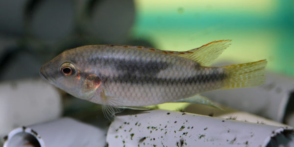 Benitochromis conjunctus (Aquabeek, Pays Bas, mars 2011)